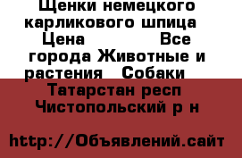 Щенки немецкого карликового шпица › Цена ­ 20 000 - Все города Животные и растения » Собаки   . Татарстан респ.,Чистопольский р-н